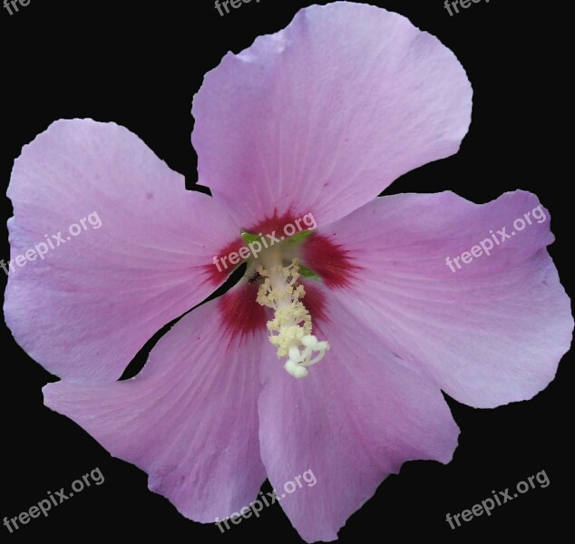 Hibiscus Garden Hibiscus Mallow Pink Purple