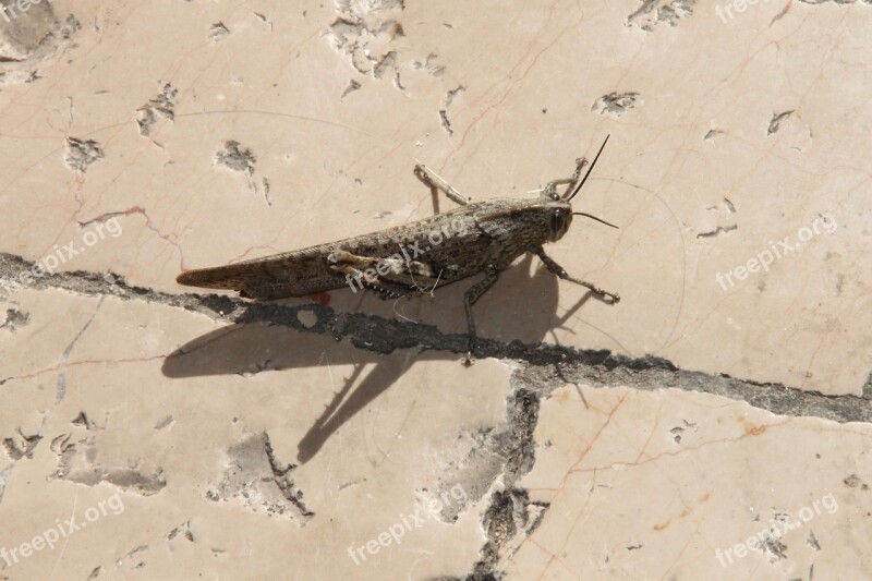 Grasshopper Insect Animal Bug Wildlife