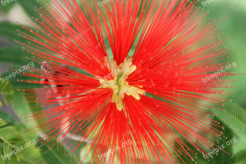 Flower Red Tropical Botanical Beautiful