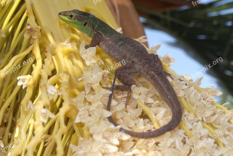 Lizard Gecko Iguana Croatia Animal