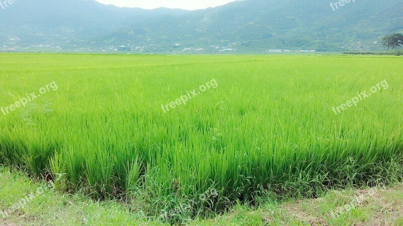 Rice Paddies Grain Nature Free Photos