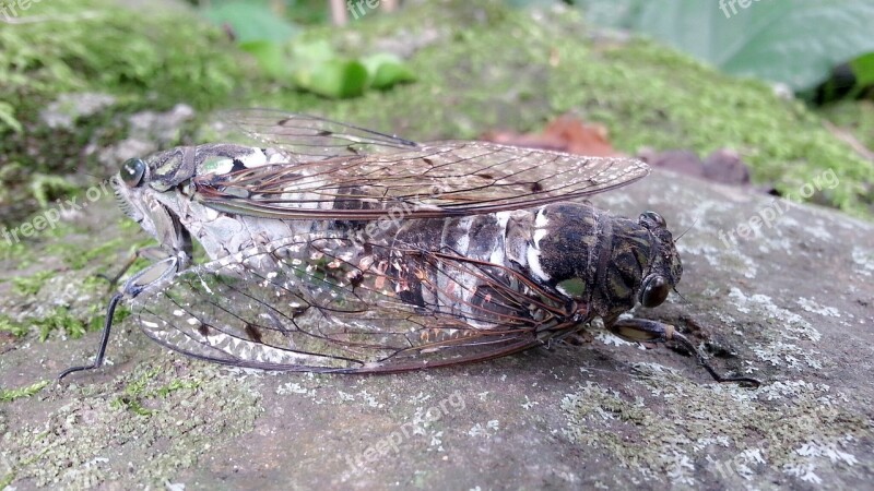 Cicada Mating Nature Free Photos