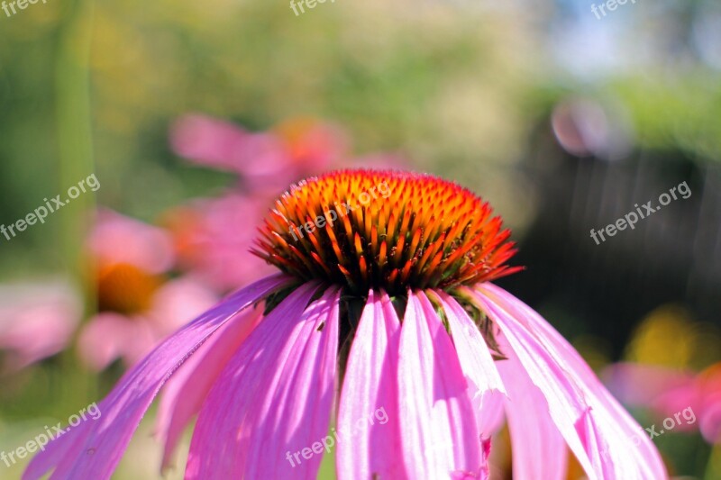 Purple Coneflower Echinacea Purpurea Coneflower Red Glow Purple Coneflower Pink