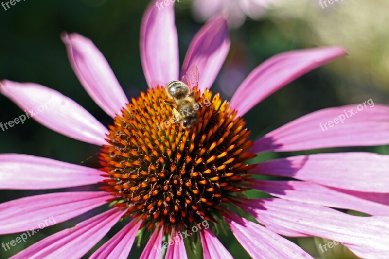 Purple Coneflower Echinacea Purpurea Coneflower Red Glow Purple Coneflower Pink