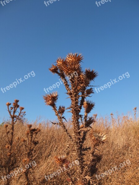 Thistle Blossom Bloom Dry Flower