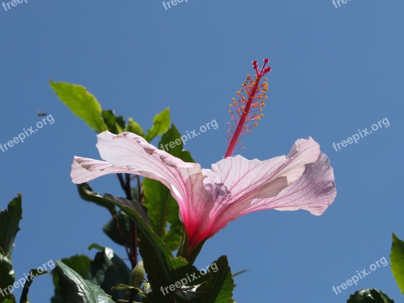 Hibiscus Blossom Bloom Pistil Leaves