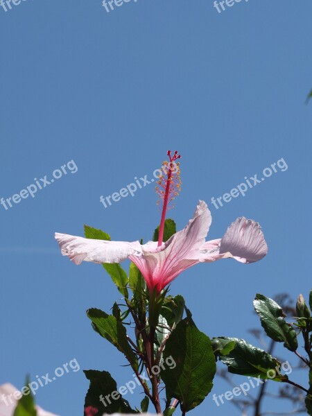 Hibiscus Blossom Bloom Pistil Leaves