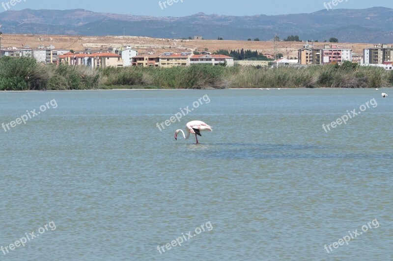 Flamingo Saline Quartu Sant'elena Sardinia Water