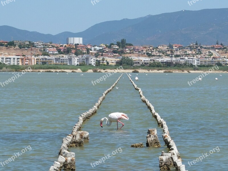 Flamingo Saline Quartu Sant'elena Sardinia Water