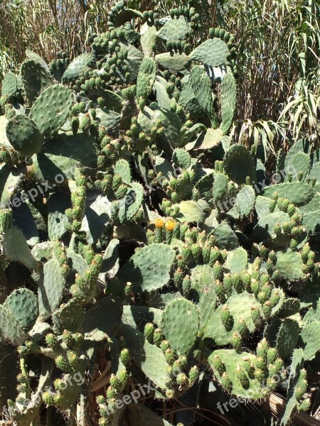 Cactus Plant Sting Prickly Green