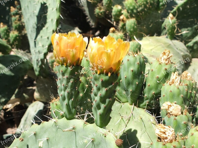 Cactus Cactus Blossom Plant Sting Prickly