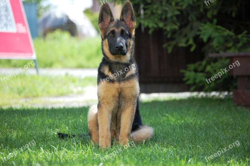 German Shepherd Dog Alsatian Free Photos