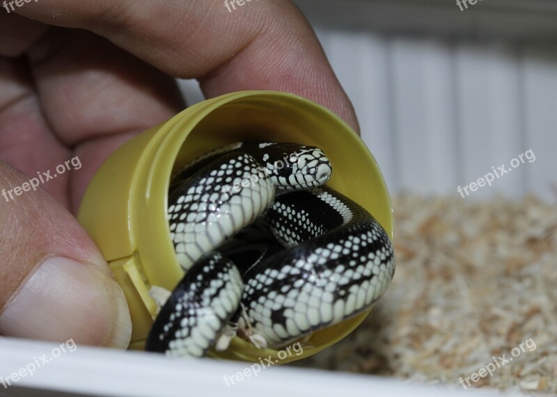 Chain Natter Snake Hand Baby Snake California Getula