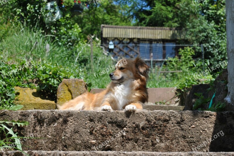 Dog Doggy Garden Grass Cute