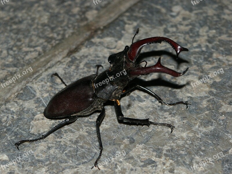 Stag Beetle Beetle Insect Nature Threatened