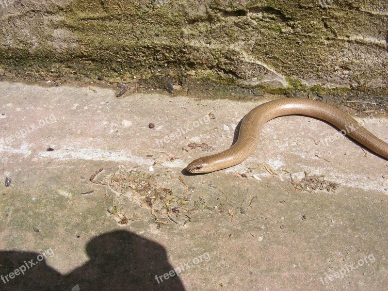 Snake Slow Worm Reptile Nature Free Photos