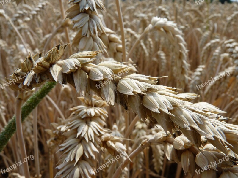 Wheat Cornfield Thanksgiving Wheat Field Spike