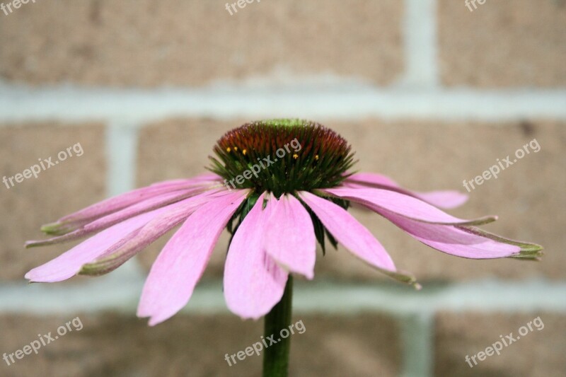 Flower Coneflower Echinacea Daisy Pink