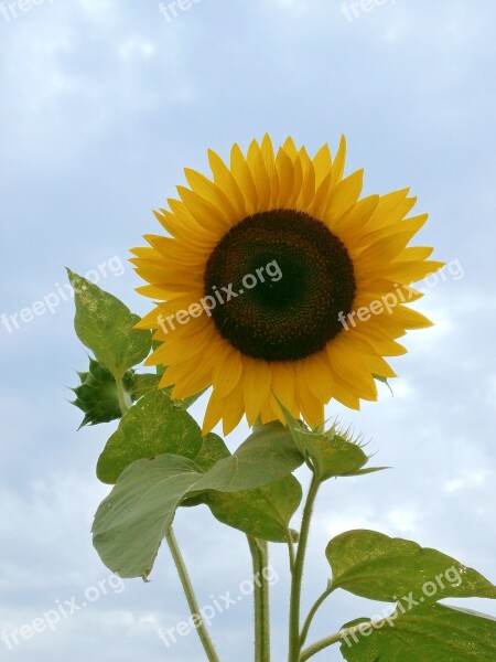 Sunflower Summer Flowers Yellow Flowers Free Photos