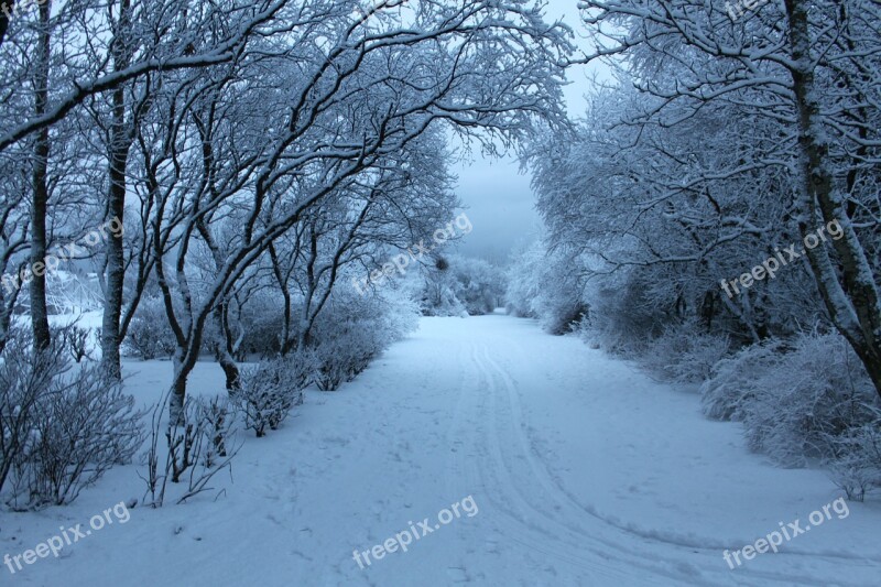 Snow Cold Tree Winter White