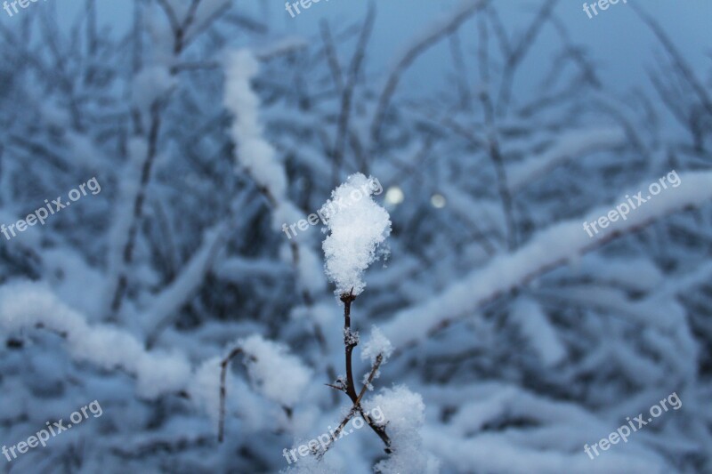 Snow Snowflake Cold Tree Winter