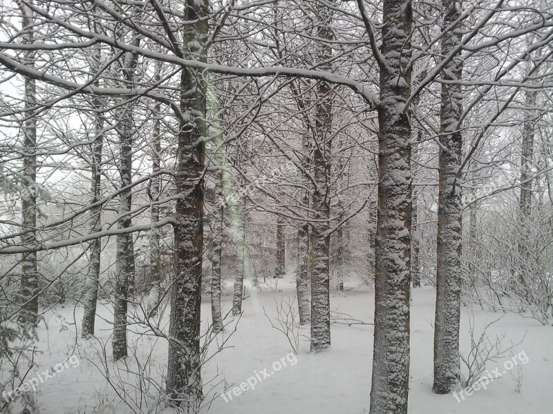 Frost Tree Snow Cold Winter