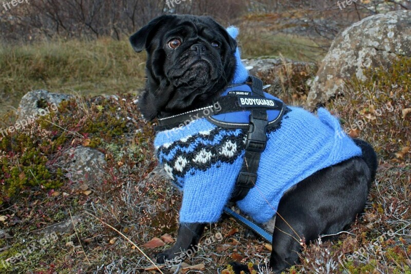 Pug Dog Clothing Blue Jacket