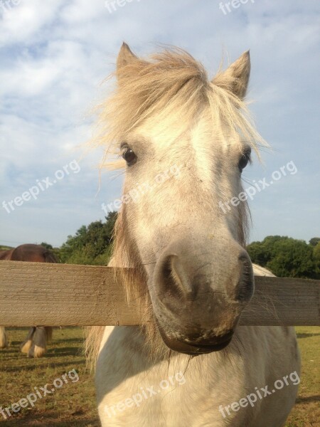 Horse Pony Head Nose Farm