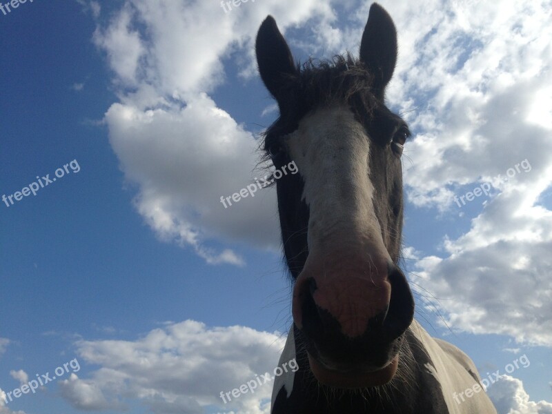 Horse Piebald Paint Cob Mare