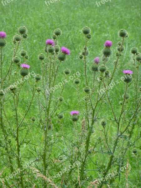 Thistle Weed Garden Green Wild Herb