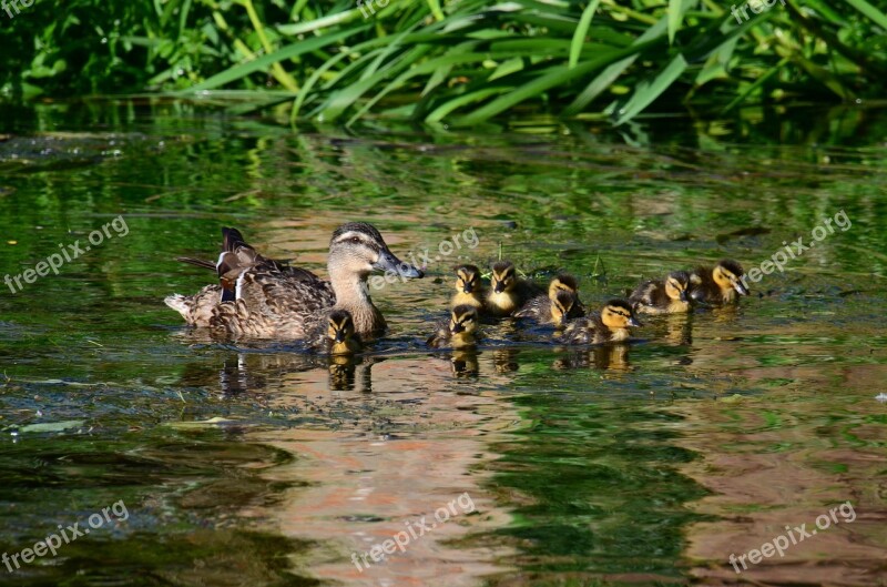 Ducks Chicks Cute Young Bird Waterfowl