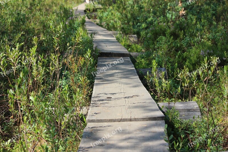 Duckboards The Path Forest Twig Twigs