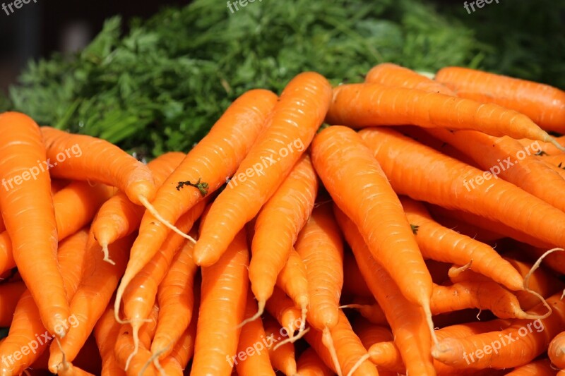 The Carrot Carrots Bunch Orange Vegetable Root Vegetable Free Photos