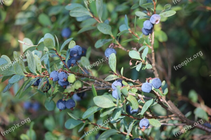 Blueberry Blueberry Twig Wild Berry Twig Free Photos