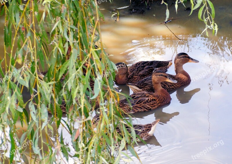 Ducks Water Wild Bird Feather Reflection