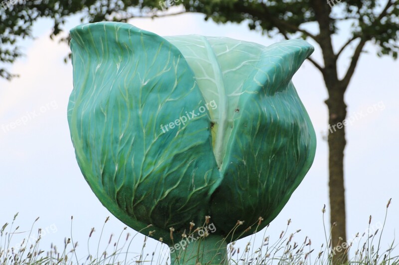 White Cabbage Cabbage Kohl Agriculture Crop