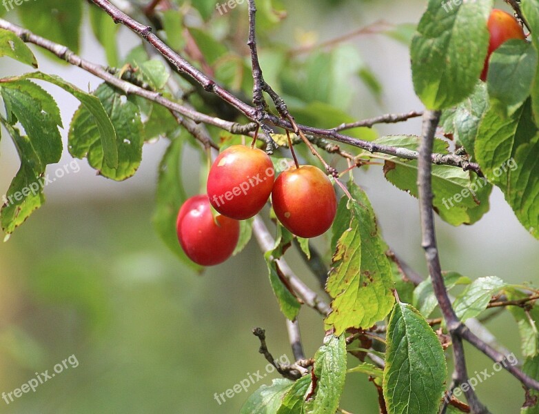 Cherries Princess Cherry Sweet Cherry Red Fruit