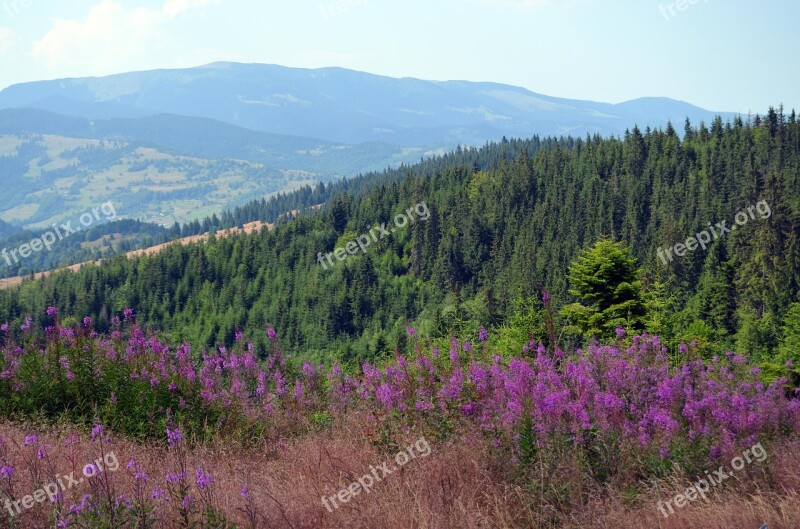 Flowers The Apuseni Mountains Mountain Flowers Cluj County Free Photos