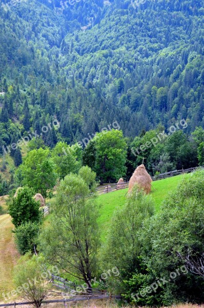 Pasture Fir Trees Capita Fan The Apuseni Mountains Romania