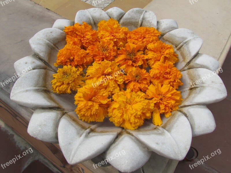 Lotus Marigolds Beautiful Marigold Petal