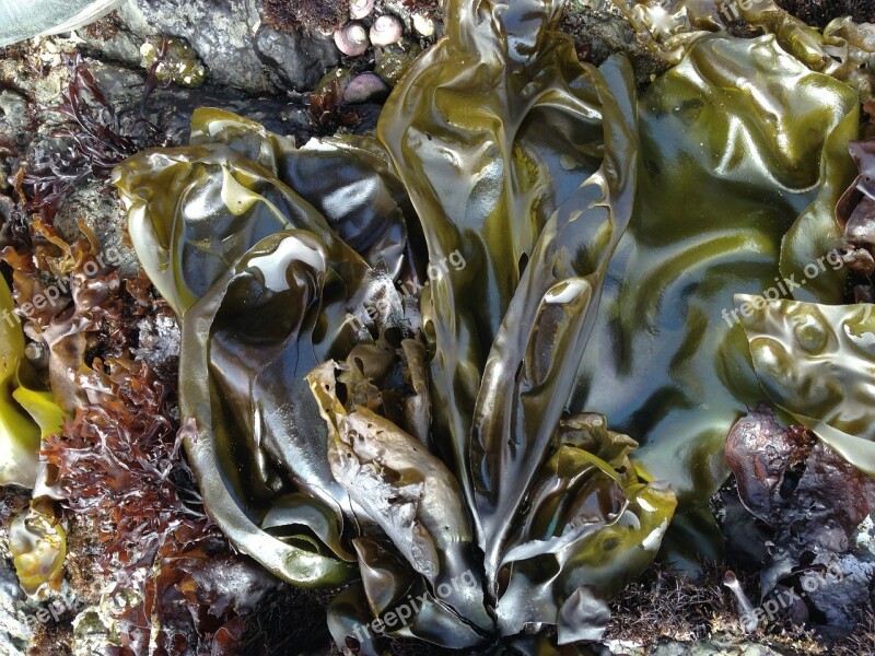 Seaweed Sea Shore Northern California Ocean