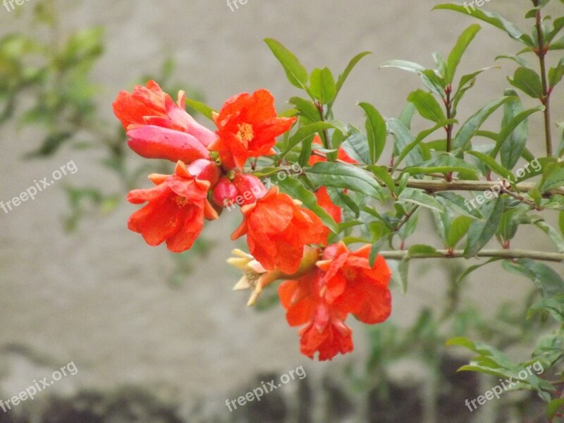 Flower Red Pomegranate Flowers Red Flower