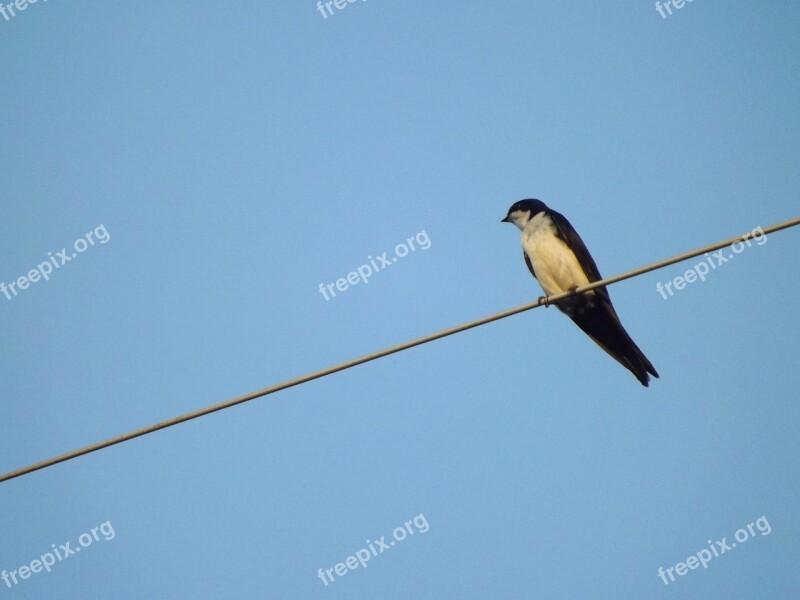 Birdie Bird Swallow Free Photos