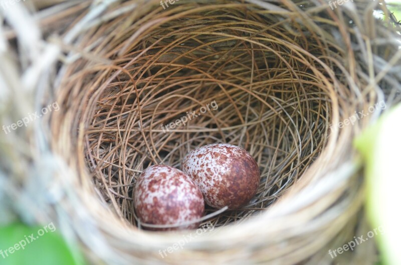 Nest Bird Eggs Brown Closeup