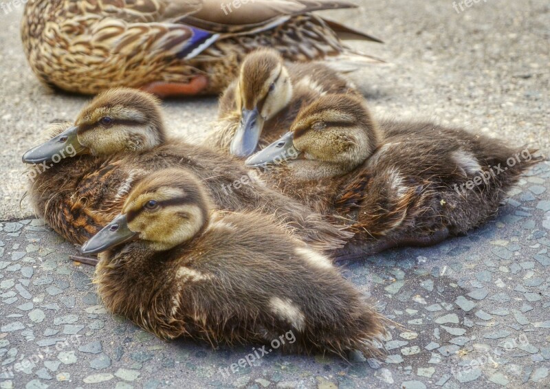 Ducks Bird Water Bird Young Small