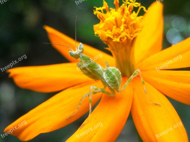 Grasshopper Mantis Flowers Marigolds Yellow