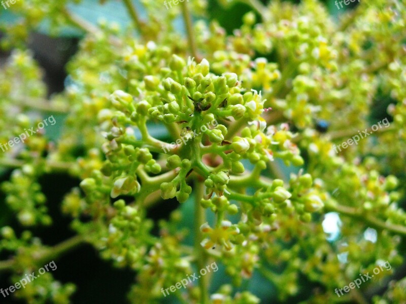 Mango Flowers Plants Green Yellow