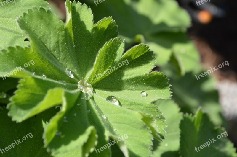 Frauenmantel Leaf Raindrop Nature Romantic