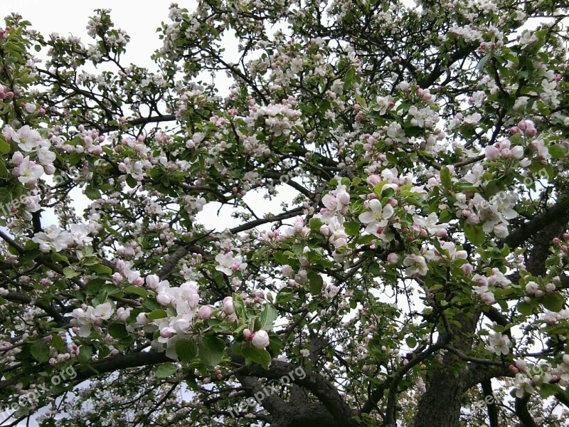 Bloom Apple Tree Apple Tree Flowers Free Photos