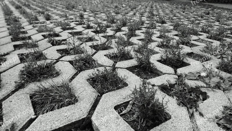 Ground Stones Away Paving Stones Joints